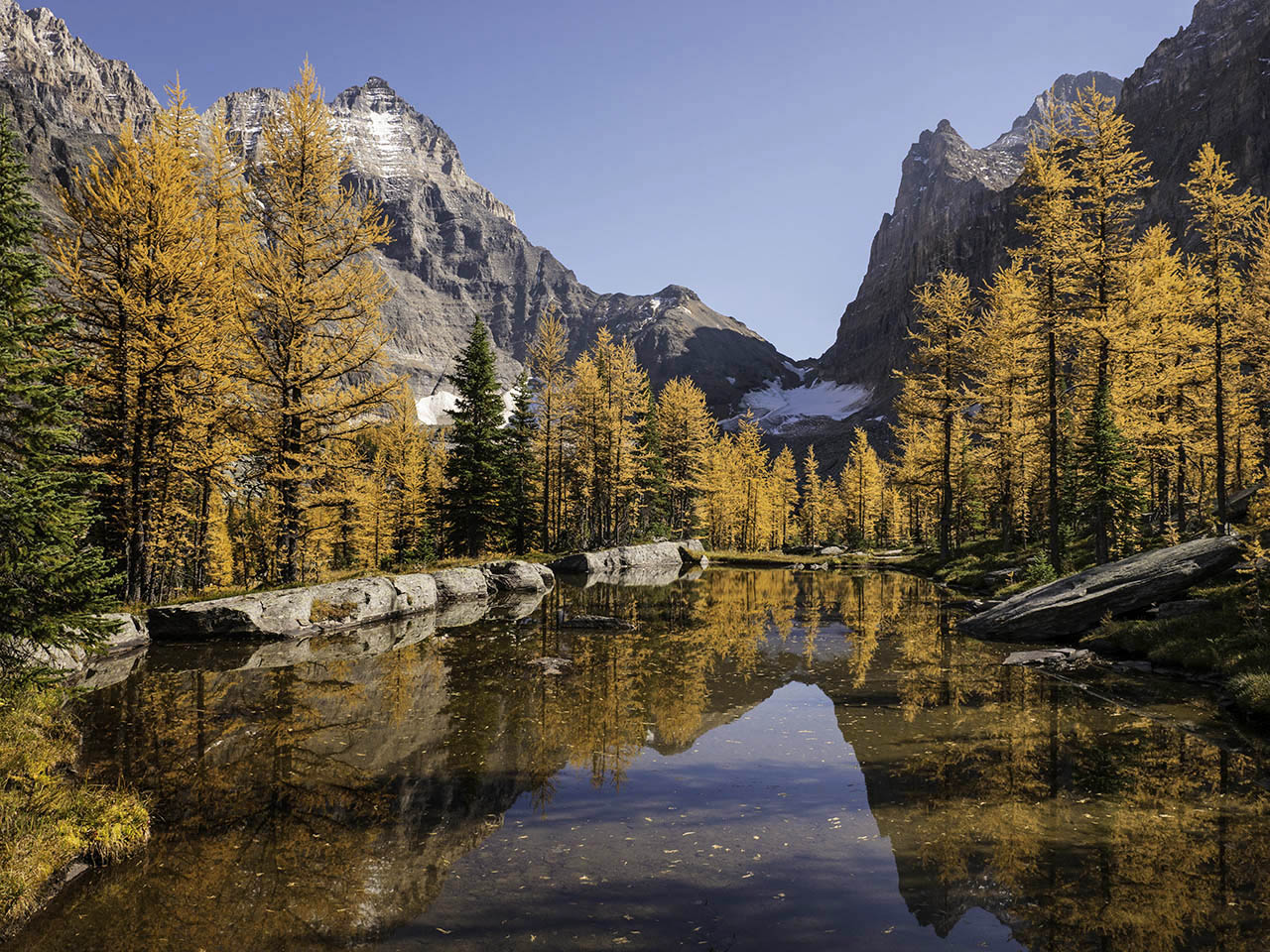 Jim Cox Photos Larches Opabin Plateau Yoho National Park