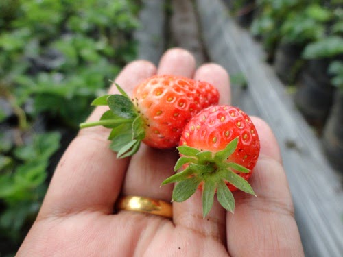 Ladang Strawberi di Bandung, Indonesia