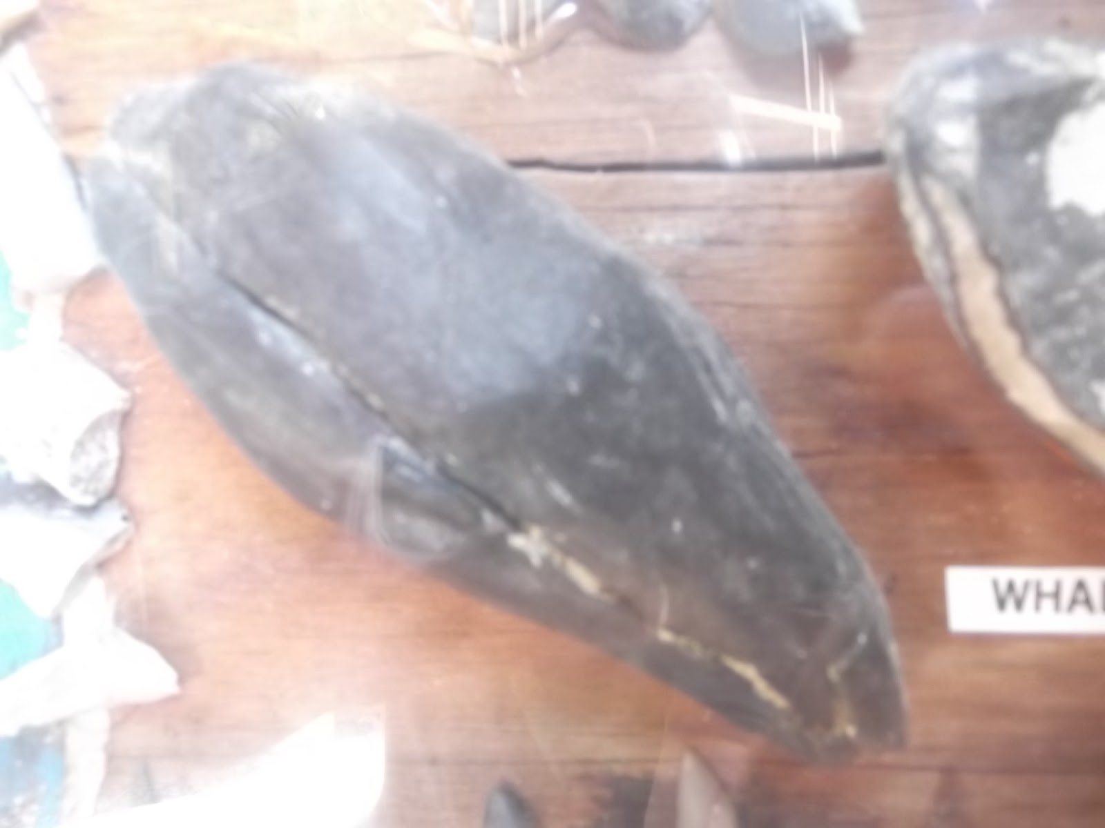 The Natural World The Fauna Of South Carolina Cetaceans