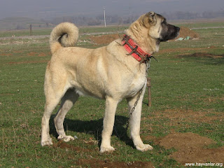 Giống Chó Kangal Dog