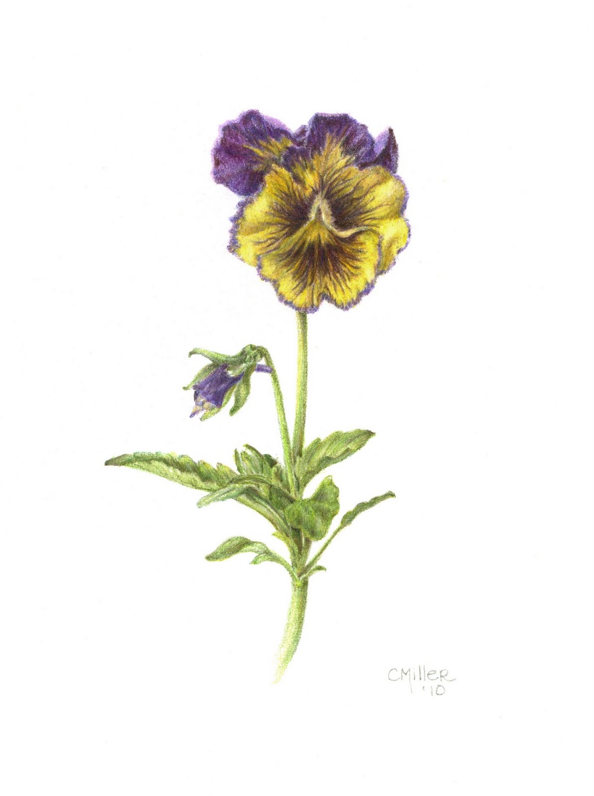 Cheryl Miller Studio: Botanical Art