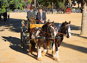 Draught Horse Showing. Team of skewbald horses and fourwheeled carriage (draft horse showing)