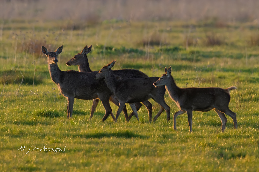 Ciervo, Cervus elaphus, Red Deer Ciervo, Cervus elaphus, Red Deer