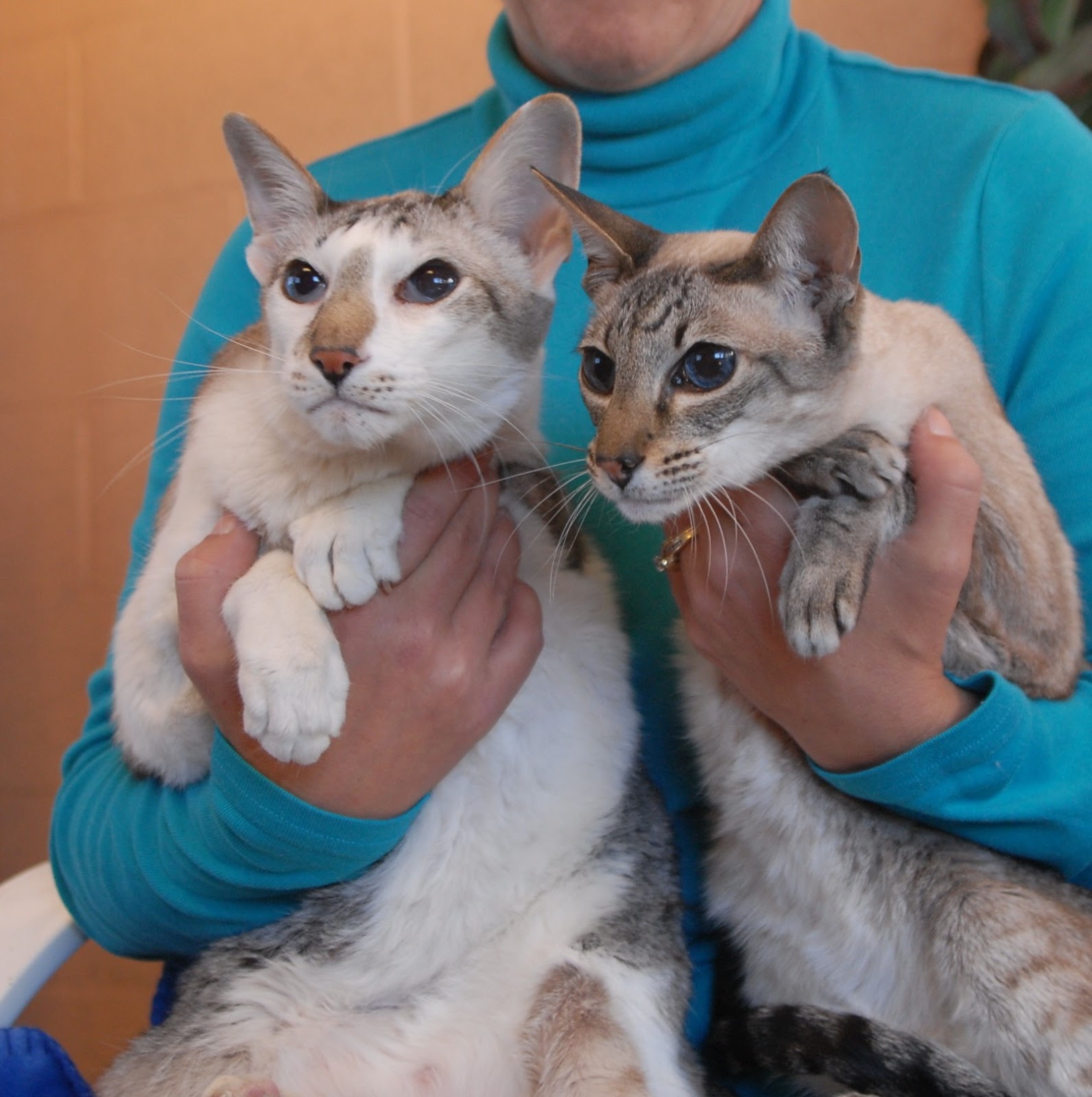 & Ruby, stronglybonded Oriental Shorthairs debuting for adoption.
