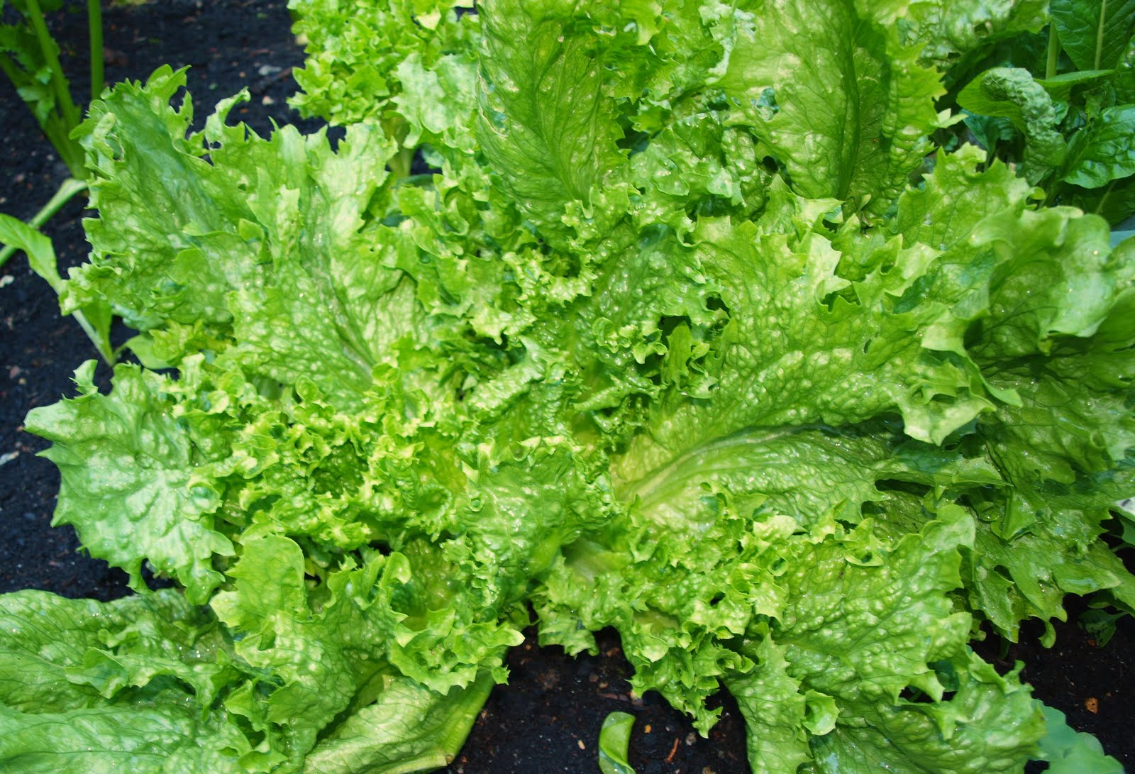 Mark's Veg Plot Lettuces and Endives