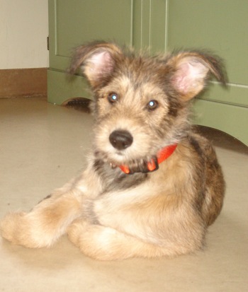 berger picard puppies for sale breed profile berger picard pictures berger picard puppies for sale breeds picture berger picard puppies for sale breed profile berger picard pictures berger picard puppies for sale breeds picture