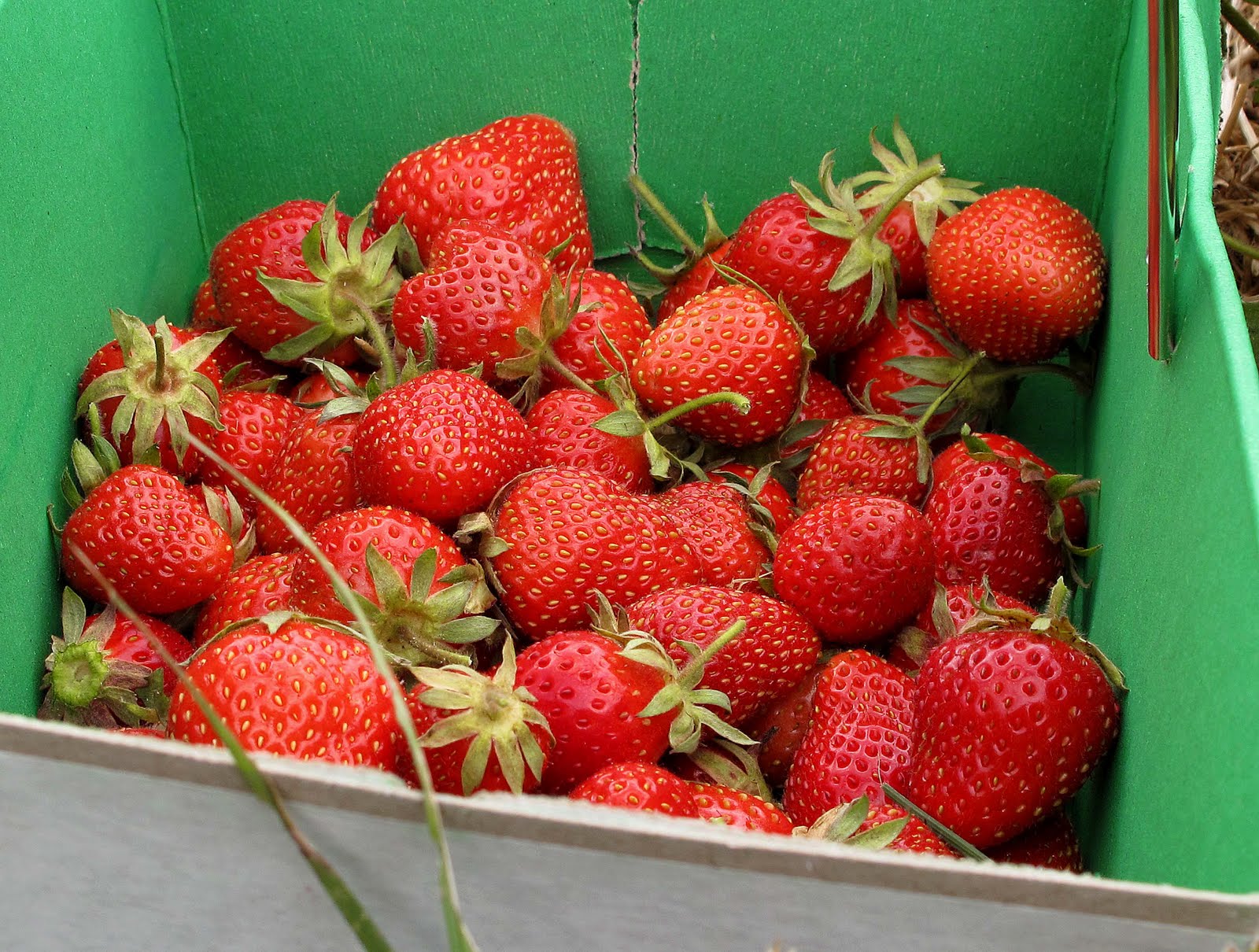 Black Pepper Plum Berry Picking for jam
