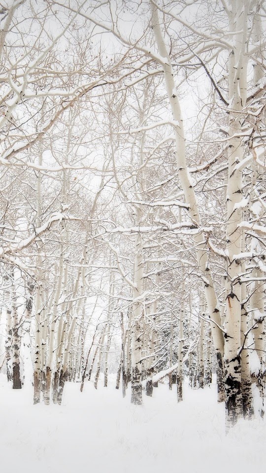 Snow Covered Trees Forest White  Android Best Wallpaper