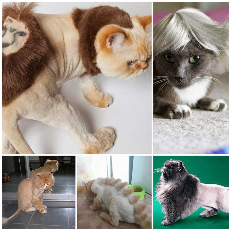 Стрижка кошки своими руками 7