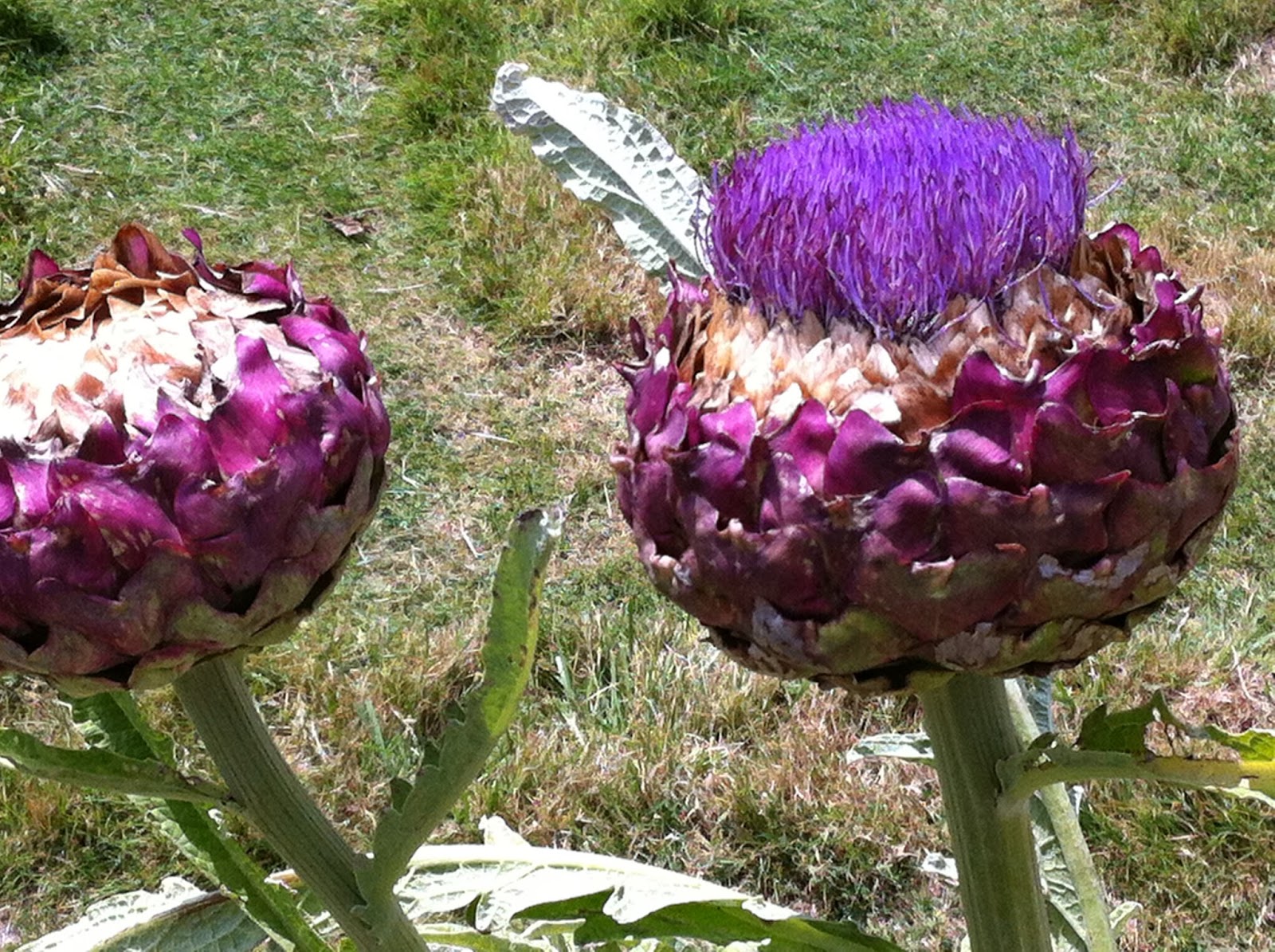 Trerice House, near Newquay Little Apple Tree
