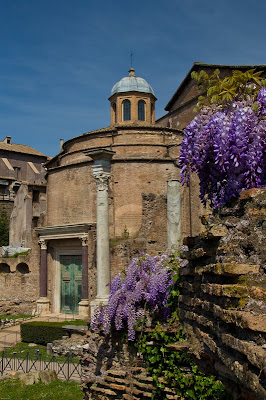 wisteria glicine foro romano roman forum