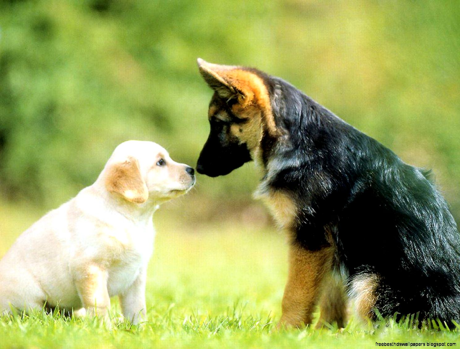 German Shepherd Dog Puppy German Shepherd Dog Puppy