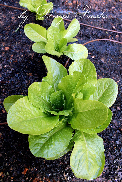 The second thing I've learned about gardening is that you need a good