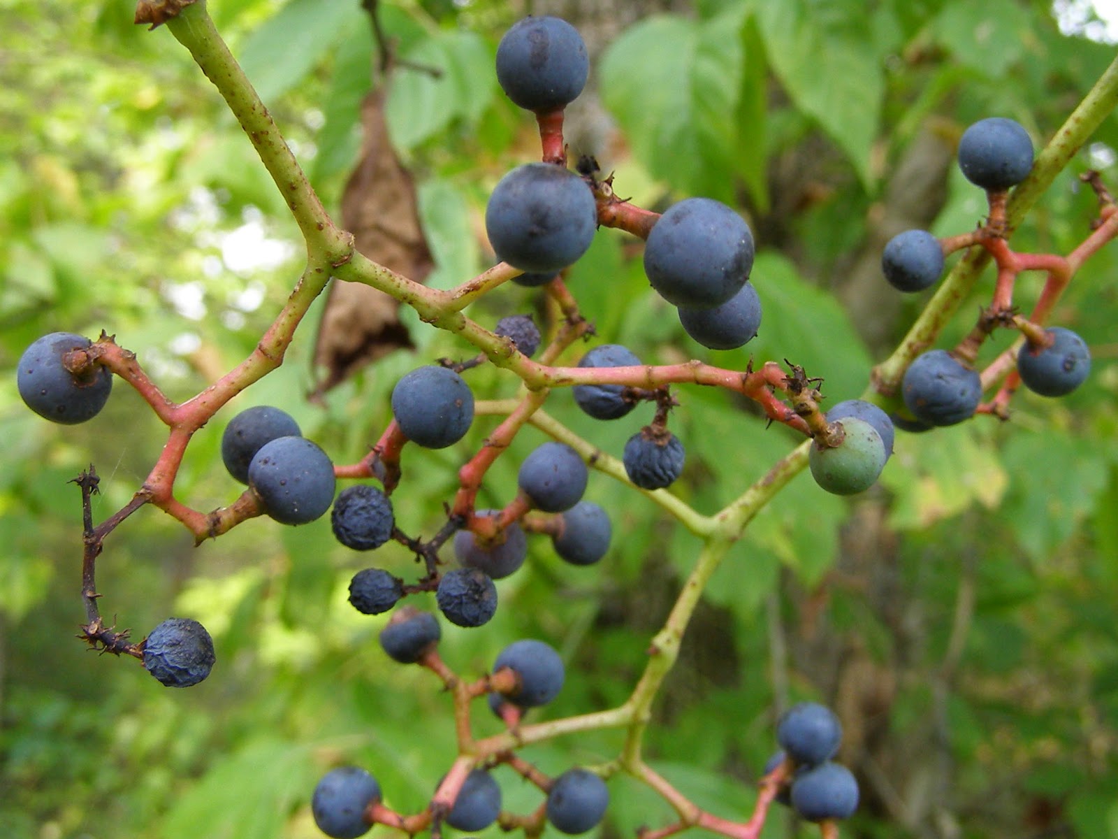 Blue Jay Barrens Misunderstood Virginia Creeper