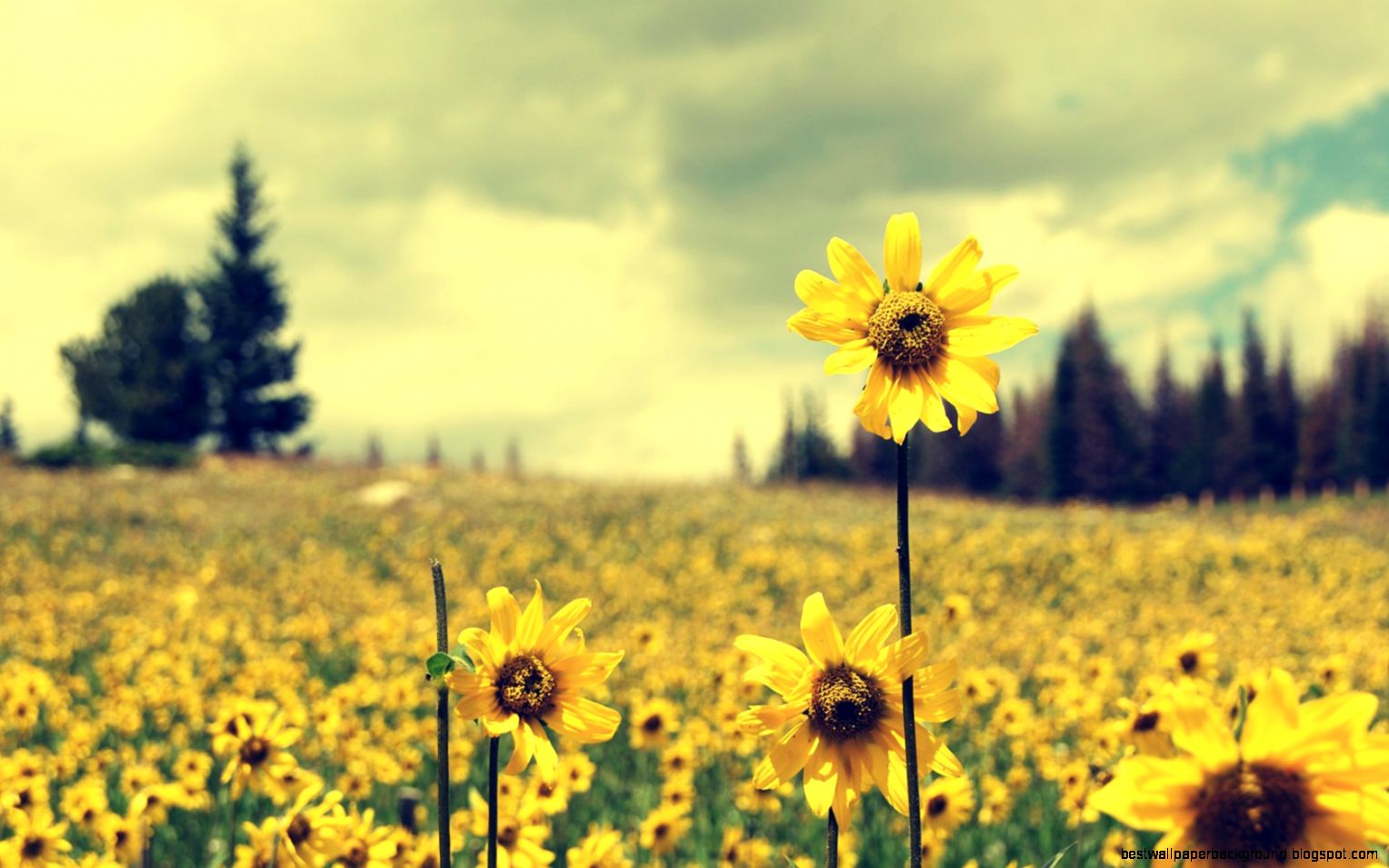 Sunflower Wallpaper HD Wallpapers Sunflower Wallpaper HD Wallpapers