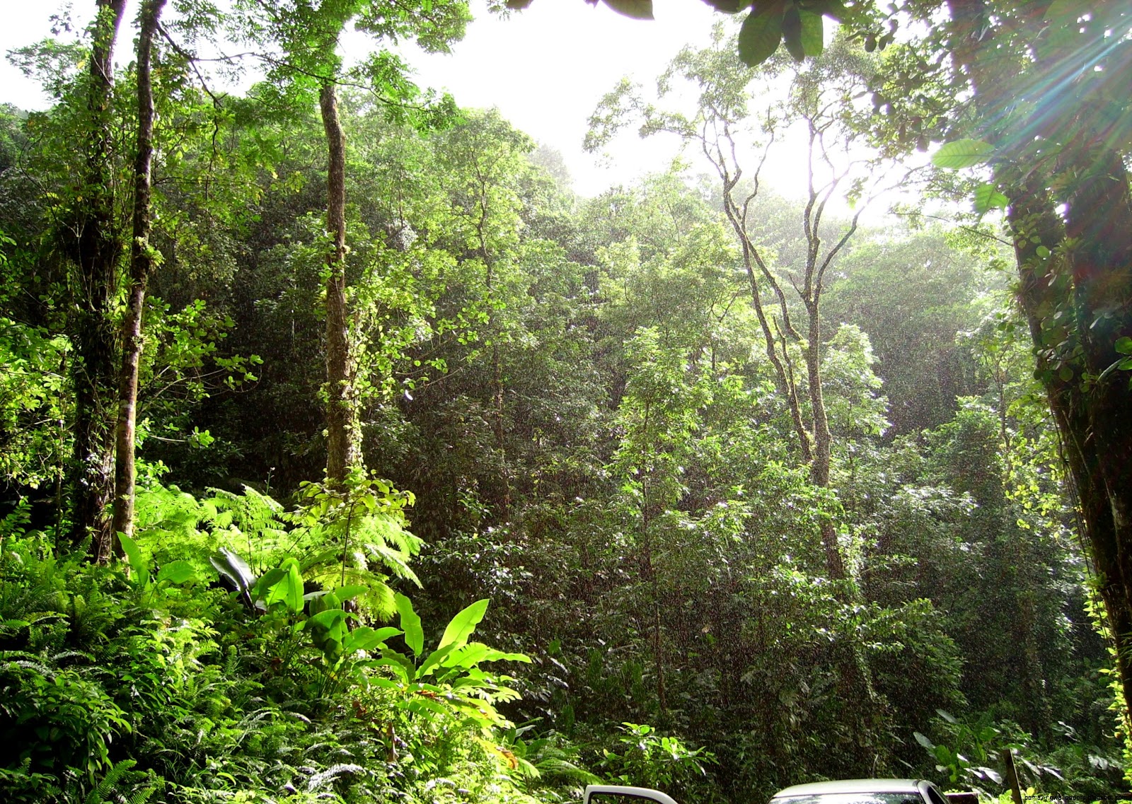 Tropical Forest Tropical Forest