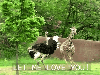 30 Hilarious animal gifs with captions (30 gifs), caption gif, funny gif with caption