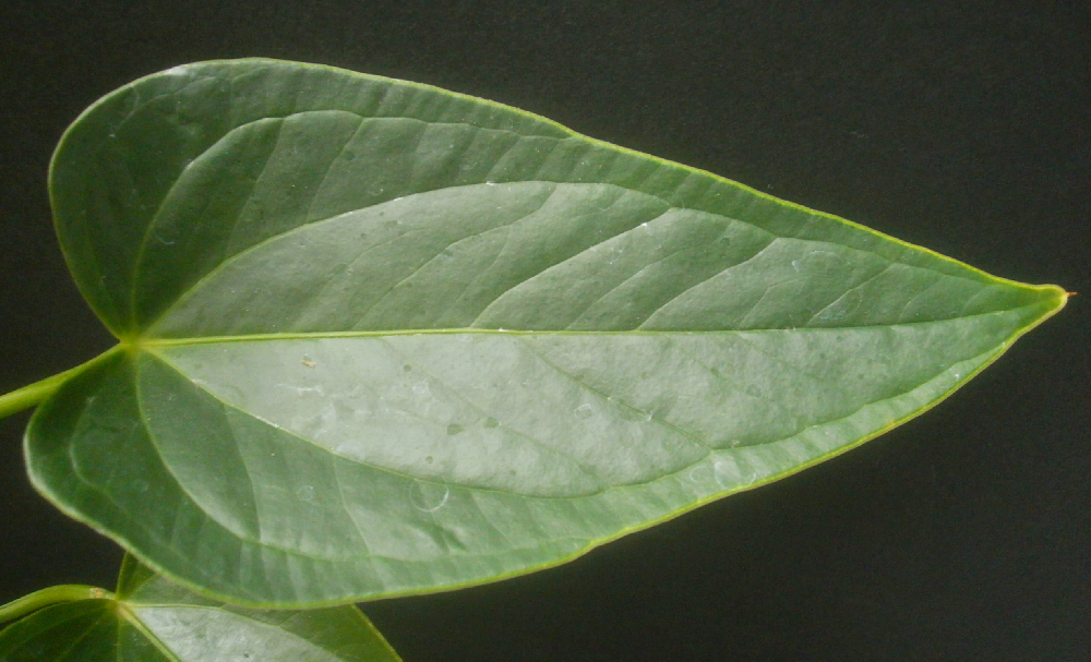bacterial blight appears on anthurium