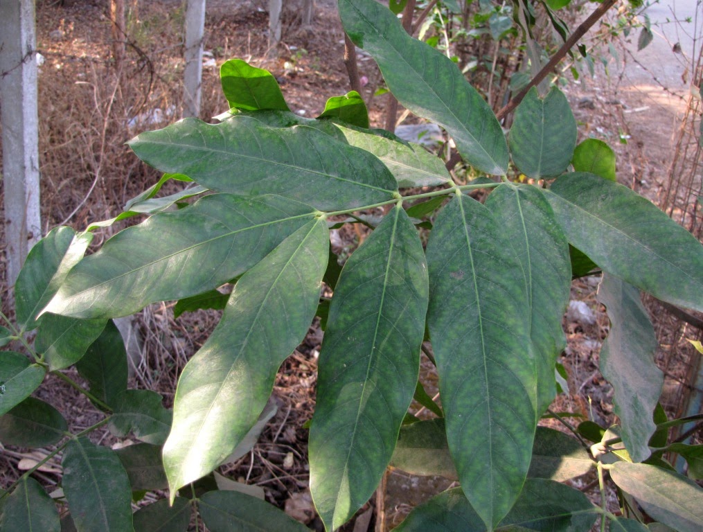 Gifting Trees... Ashoka The Great