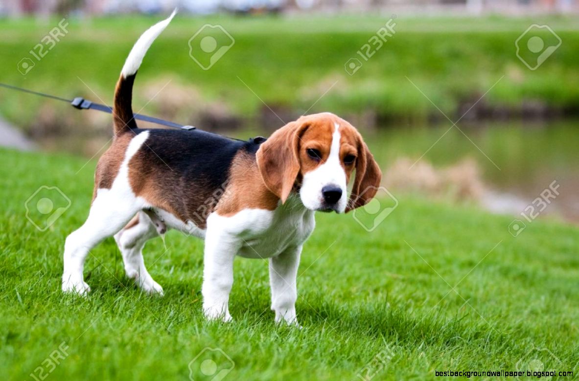 Beagle Puppy Images Stock Pictures Royalty Free Beagle Puppy Beagle Puppy Images Stock Pictures Royalty Free Beagle Puppy