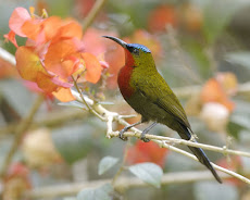 Buku Mewarnai Gratis Download Gambar Binatang Burung Madu Pipit