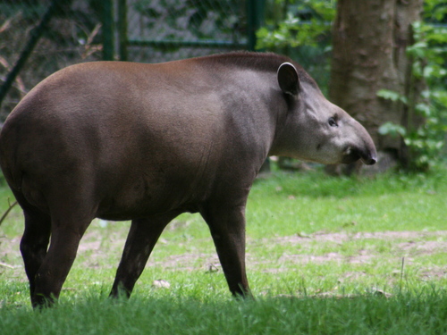 The Life of Animals: South American Tapir
