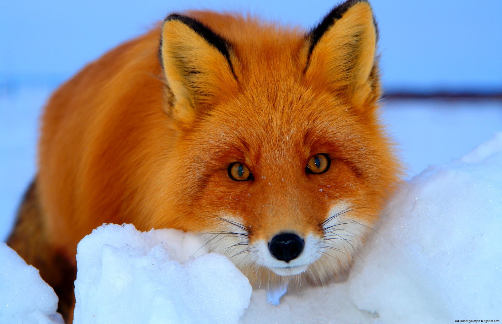 Red Fox Red Fox