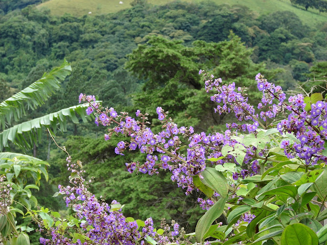 Paisajismo, pueblos y jardines: mayo 2011