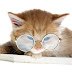 Funny Cats Wearing Cooling Glass Pics