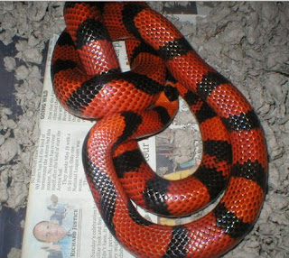 black and red snake in florida
