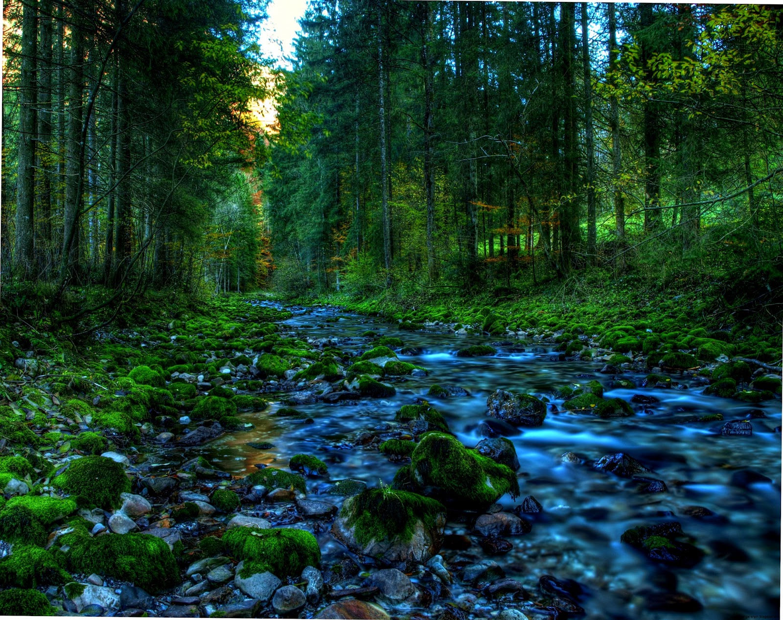 Spring Woods Wallpaper | Wallpaper Gallery