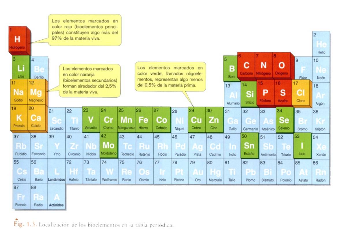 los bioelementos tambin se clasifican de acuerdo con sus funciones - Tabla Periodica De Los Elementos Quimicos Y Sus Funciones los bioelementos tambin se clasifican de acuerdo con sus funciones - Tabla Periodica De Los Elementos Quimicos Y Sus Funciones