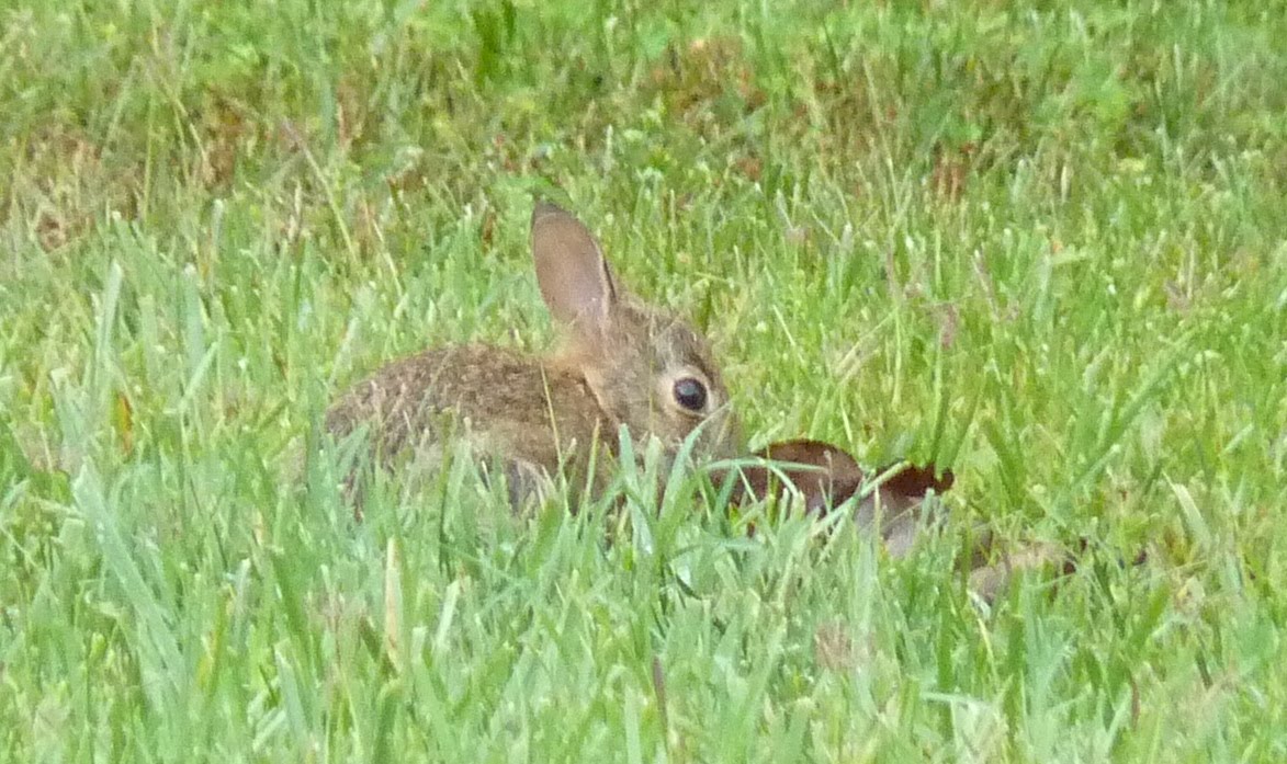 The Greenbelt Magic Mushrooms?