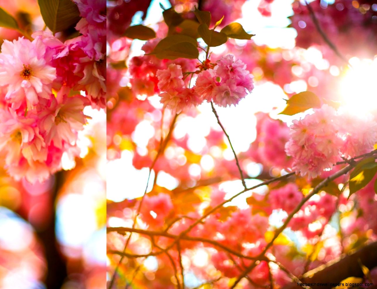 Bright And Cherry Desktop wallpapers is Bright And Cherry Desktop wallpapers is
