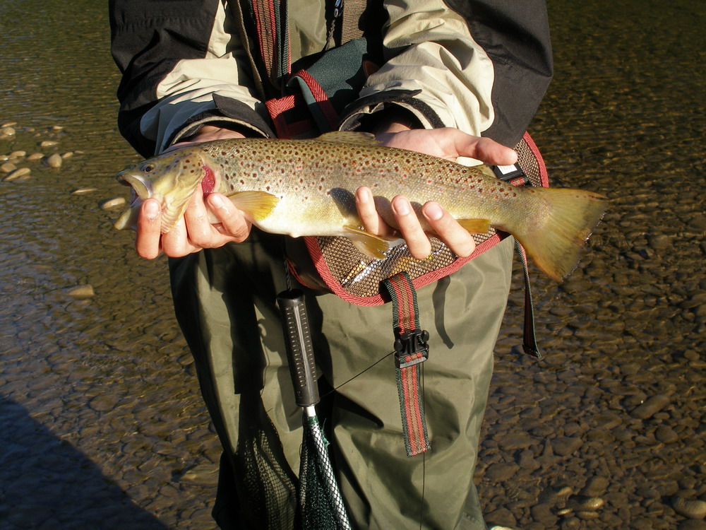 Fishing in Poland spinning, casting and flyfishing Brown Trout