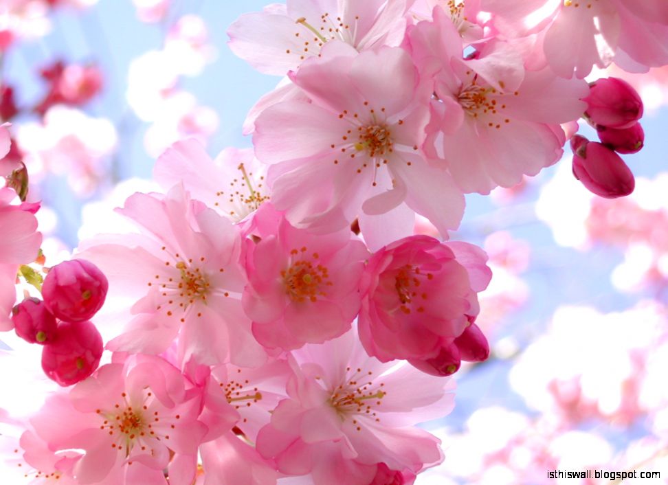 桜の花 春 を感じさせてくれる 爽やか系pcデスクトップ壁紙 159 Naver まとめ