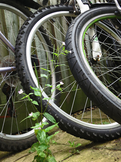 Small Willow Herb Plant and Three Bicycle Wheels