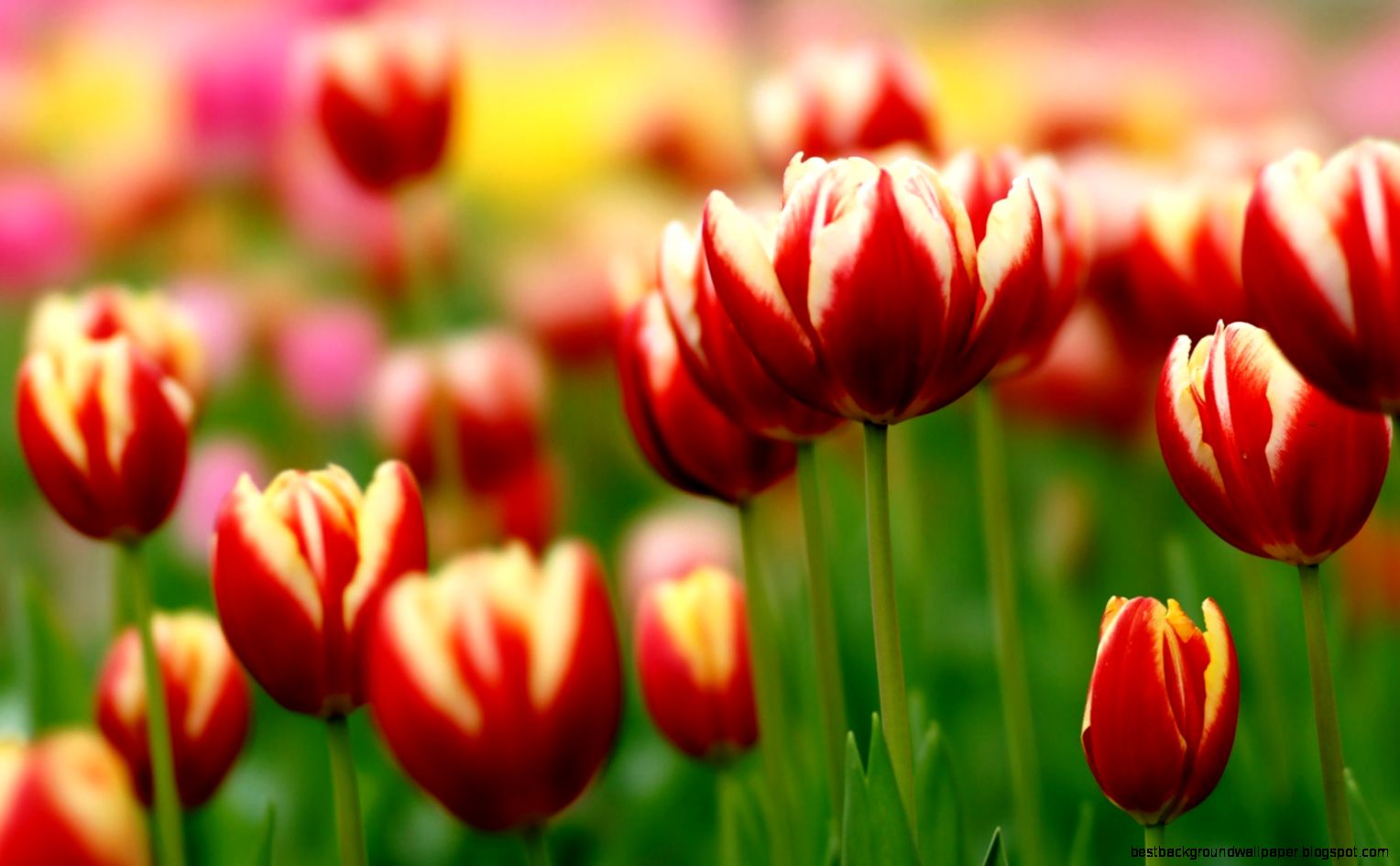 Spring Awesome Flowers Tulips Photo HD Wallpaper FreeWallsUp Spring Awesome Flowers Tulips Photo HD Wallpaper FreeWallsUp
