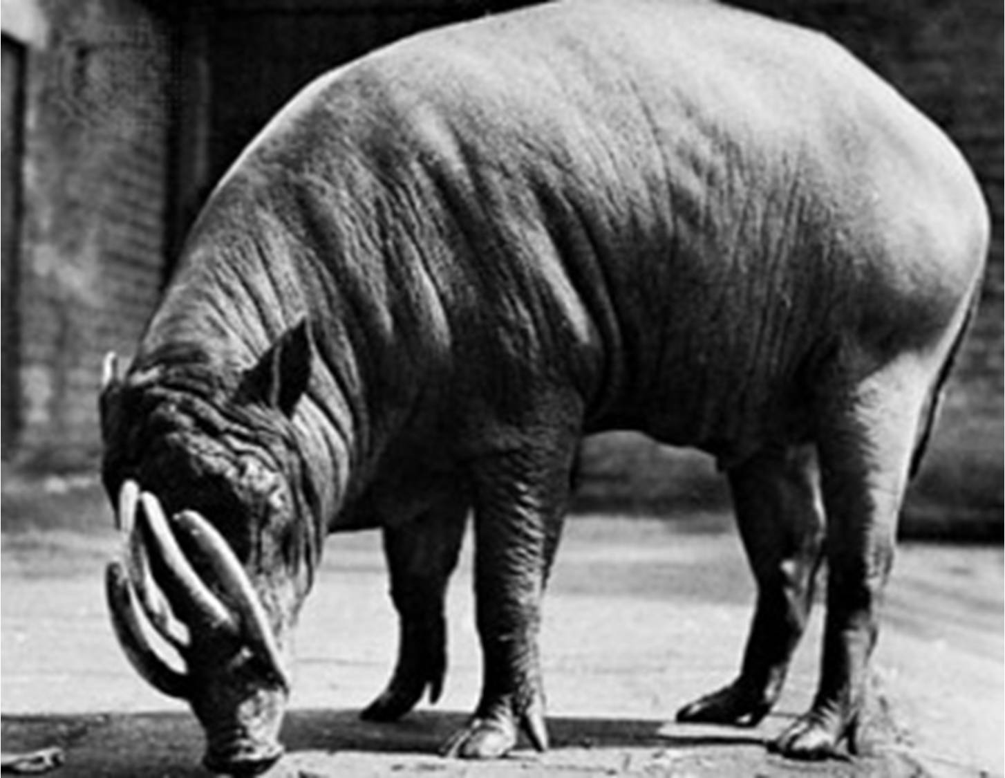 Biologi Lingkungan Hidup WILAYAH PERSEBARAN FAUNA DI