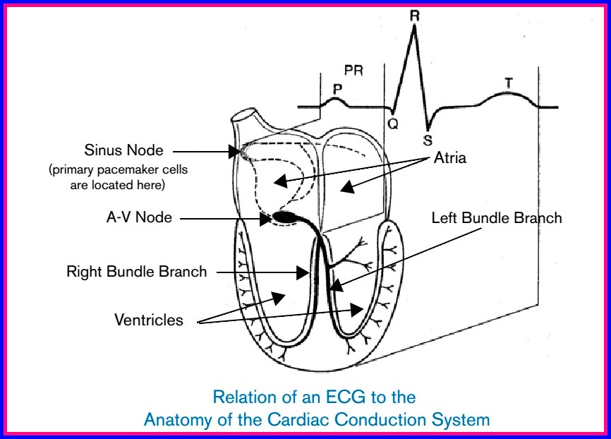 ELECTRONIC EQUIPMENT REPAIR CENTRE MONOPHASIC AND BIPHASIC DEFIBRILLATION