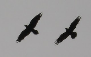 Ravens Dancing in the Sky