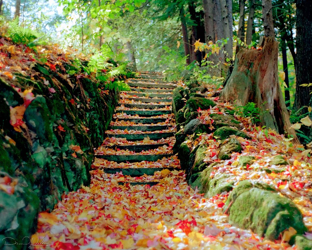seasonal autumn
