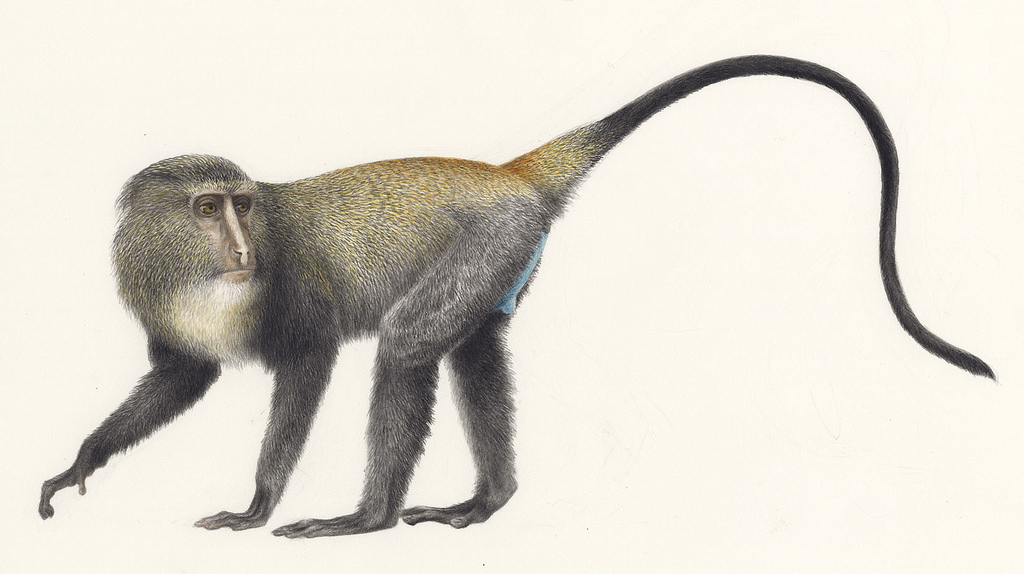 Species New to Science [Mammalogy • 2012] Lesula Cercopithecus lomamiensis • A New Species of