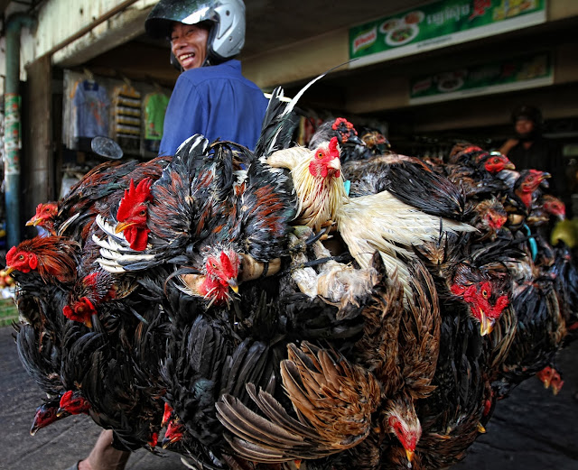 HOUR 08:00. Peter Graney. New Zealand. Chickens are transported to market