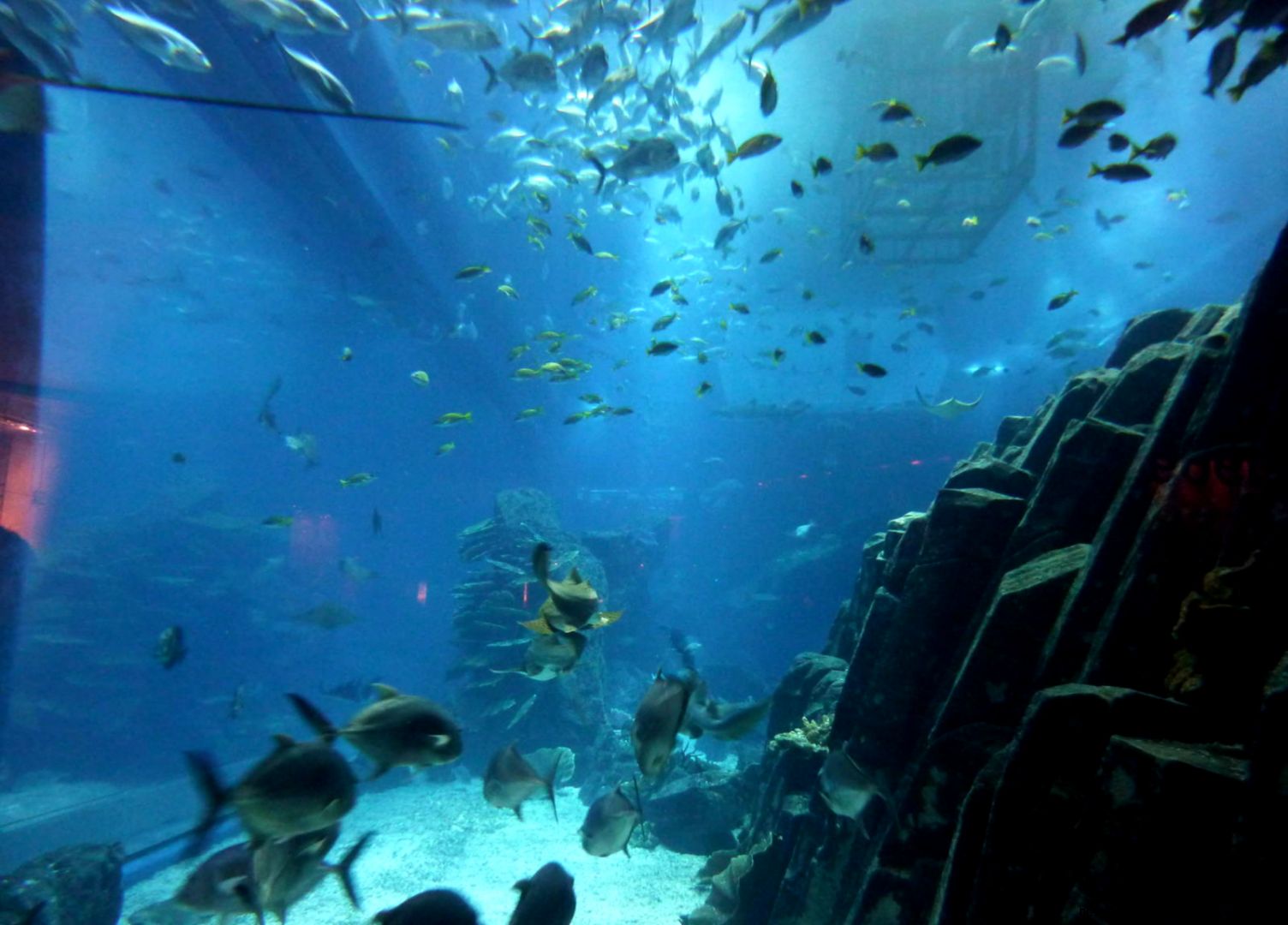 Dubai Mall Aquarium Diving Dubai Mall Aquarium Diving