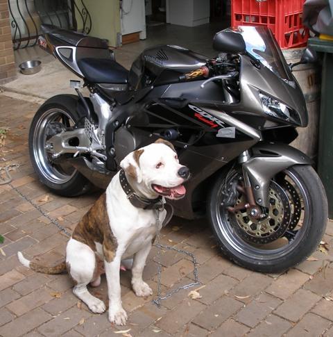 heavy bikes for sale