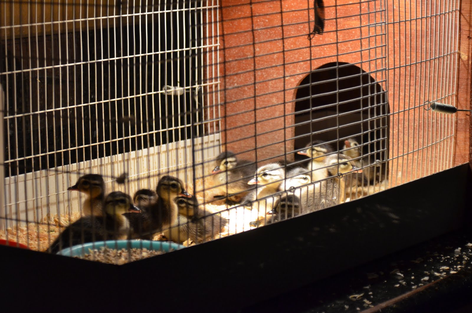 Cakes & Canines: Baby Wood Ducks