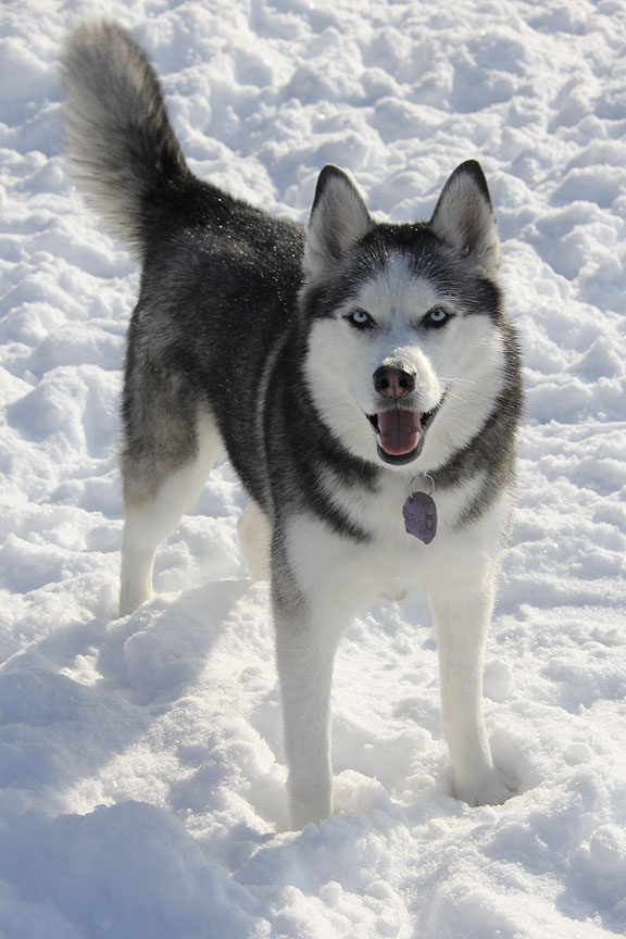 The Husky Dog Blog More snow!