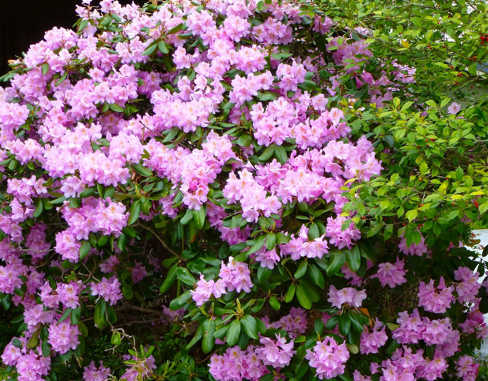 A Meek Perspective Rhododendron Bush