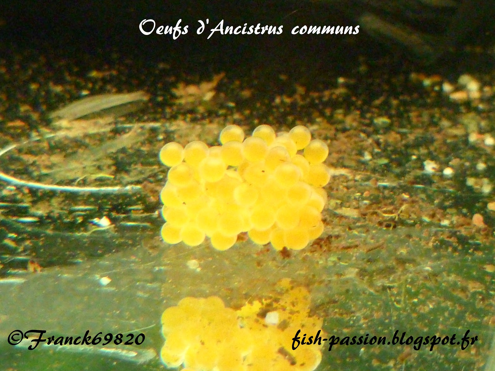 fishpassion Ancistrus commun